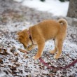 this is how i met my first pine cone