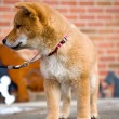 before my puppy class