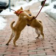 wrestling with my half-sis Stella