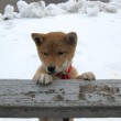 hiding behind the railing