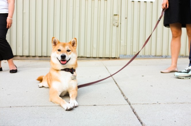 Shio The Shiba