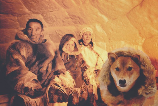 I'm a SHIBA INUit